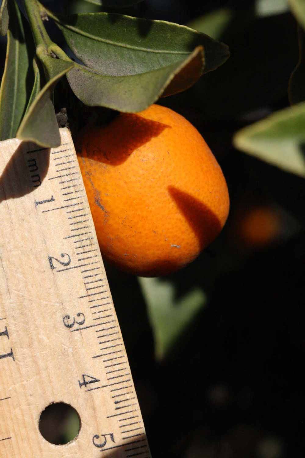              Fruit (Riverside, CA)       